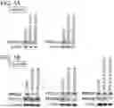 Fig. 02 - COMPOSITIONS AND METHODS OF TREATING CANCERS BY ADMINISTERING A PHENOTHIAZINE-RELATED DRUG THAT ACTIVATES PROTEIN PHOSPHATASE 2A (PP2A) WITH REDUCED INHIBITORY ACTIVITY TARGETED TO THE DOPAMINE D2 RECEPTOR AND ACCOMPANYING TOXICITY