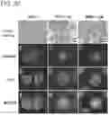 Fig. 41 - COMPOSITIONS AND METHODS OF TREATING CANCERS BY ADMINISTERING A PHENOTHIAZINE-RELATED DRUG THAT ACTIVATES PROTEIN PHOSPHATASE 2A (PP2A) WITH REDUCED INHIBITORY ACTIVITY TARGETED TO THE DOPAMINE D2 RECEPTOR AND ACCOMPANYING TOXICITY