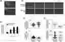 Fig. 01 - PHARMACEUTICAL COMPOSITION CONTAINING PROTEIN KINASE C ACTIVATOR-TREATED STEM CELLS OR CULTURE THEREOF FOR PREVENTING OR TREATING AUTOIMMUNE DISEASES