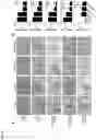Fig. 08 - PHARMACEUTICAL COMPOSITION CONTAINING PROTEIN KINASE C ACTIVATOR-TREATED STEM CELLS OR CULTURE THEREOF FOR PREVENTING OR TREATING AUTOIMMUNE DISEASES