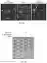 Fig. 05 - METHOD AND COMPOSITIONS FOR THE USE OF BOTANICAL EXTRACTS IN THE TREATMENT OF VIRAL INFECTIONS