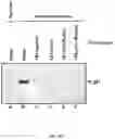 Fig. 49 - METHOD AND COMPOSITIONS FOR THE USE OF BOTANICAL EXTRACTS IN THE TREATMENT OF VIRAL INFECTIONS