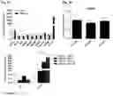 Fig. 06 - METHODS FOR THE IDENTIFICATION, ASSESSMENT, PREVENTION, AND TREATMENT OF NEUROLOGICAL DISORDERS AND DISEASES USING FNDC5
