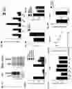 Fig. 07 - METHODS FOR THE IDENTIFICATION, ASSESSMENT, PREVENTION, AND TREATMENT OF NEUROLOGICAL DISORDERS AND DISEASES USING FNDC5