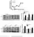 Fig. 02 - ENHANCING EPITHELIAL OR ENDOTHELIAL BARRIER FUNCTION