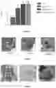 Fig. 08 - LIPONUCLEOTIDE-BASED THERAPY FOR COPD