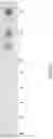 Fig. 02 - Gene expression elements and systems and use thereof
