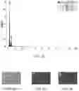 Fig. 07 - Graphene based substrates for imaging