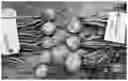 Fig. 02 - Inbred beet line AZ10319