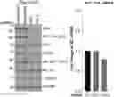 Fig. 01 - COMPOSITIONS AND METHODS FOR HEMOGLOBIN PRODUCTION