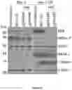 Fig. 05 - COMPOSITIONS AND METHODS FOR HEMOGLOBIN PRODUCTION