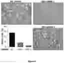Fig. 12 - COMPOSITIONS AND METHODS FOR HEMOGLOBIN PRODUCTION
