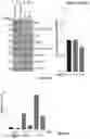 Fig. 13 - COMPOSITIONS AND METHODS FOR HEMOGLOBIN PRODUCTION