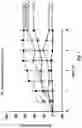 Fig. 02 - PHARMACEUTICAL COMPOSITION WHICH COMPRISES THE COMBINATION OF A SELECTIVE INHIBITOR OF CYCLOOXYGENASE 2 AND A CARBAMATE DERIVED FROM GUAIFENESIN FOR TREATING PAIN, INFLAMMATION AND MUSCULAR CONTRACTION