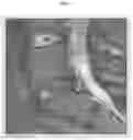 Fig. 14 - METHODS AND COMPOSITIONS TO FACILITATE REPAIR OF AVASCULAR TISSUE