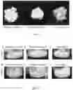 Fig. 02 - Aloe extract and methods for producing the same