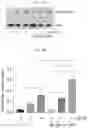Fig. 08 - CANCER THERAPEUTIC COMPOSITIONS AND METHODS