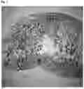 Fig. 09 - NASAL SEPTUM CARTILAGE COMPOSITIONS AND METHODS