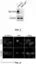 Fig. 02 - METHODS AND COMPOSITIONS FOR THE TREATMENT OF INFLUENZA