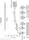 Fig. 31 - Processes for the preparation of (3S,4R)-3-ethyl-4-(3H-imidazo[1,2-a]pyrrolo[2,3-e]-pyrazin-8-yl)-N-(2,2,2-trifluoroethyl)pyrrolidine-1-carboxamide and solid state forms thereof