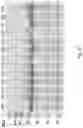 Fig. 35 - Bacteriocins for control of 