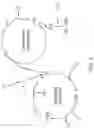 Fig. 02 - CODON-OPTIMISED COMPLEMENT FACTOR I