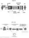 Fig. 02 - CHIMERIC ANTIGEN RECEPTOR MEMORY-LIKE (CARML) NK CELLS AND METHODS OF MAKING AND USING SAME