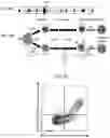 Fig. 08 - CHIMERIC ANTIGEN RECEPTOR MEMORY-LIKE (CARML) NK CELLS AND METHODS OF MAKING AND USING SAME