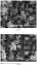 Fig. 05 - CUBIC CYCLODEXTRIN FRAMEWORK-RGD COMPOSITION AND PREPARATION METHOD THEREFOR