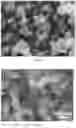 Fig. 06 - CUBIC CYCLODEXTRIN FRAMEWORK-RGD COMPOSITION AND PREPARATION METHOD THEREFOR