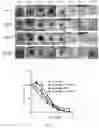 Fig. 09 - CUBIC CYCLODEXTRIN FRAMEWORK-RGD COMPOSITION AND PREPARATION METHOD THEREFOR