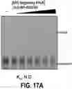 Fig. 85 - Systems, methods, and compositions for RNA-guided RNA-targeting CRISPR effectors