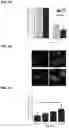 Fig. 07 - METHODS OF IDENTIFYING PARKIN-MEDIATED MITOPHAGY ACTIVATING AGENTS