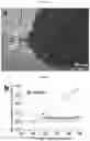 Fig. 08 - QUANTIFICATION, ISOLATION, AND CHARACTERIZATION OF EXOSOMES USING DROPLET-BASED AND WELL-BASED MICROFLUIDIC SYSTEMS
