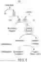 Fig. 02 - Method of detecting an endotoxin using limulus amebocyte lysate substantially free of coagulogen