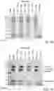 Fig. 08 - Method of detecting an endotoxin using limulus amebocyte lysate substantially free of coagulogen