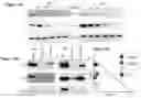 Fig. 45 - HSP90 COMBINATION THERAPY