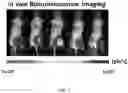 Fig. 02 - COMPOSITION FOR DIAGNOSING BONE METASTASIS OF CANCER AND METHOD FOR DIAGNOSING BONE METASTASIS OF CANCER USING SAME