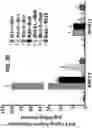 Fig. 04 - DETECTION OF BCL-2 FAMILY HETERODIMER COMPLEXES AND USE THEREOF