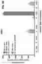 Fig. 13 - DETECTION OF BCL-2 FAMILY HETERODIMER COMPLEXES AND USE THEREOF