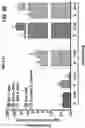 Fig. 16 - DETECTION OF BCL-2 FAMILY HETERODIMER COMPLEXES AND USE THEREOF