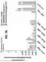 Fig. 21 - DETECTION OF BCL-2 FAMILY HETERODIMER COMPLEXES AND USE THEREOF
