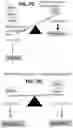 Fig. 22 - DETECTION OF BCL-2 FAMILY HETERODIMER COMPLEXES AND USE THEREOF