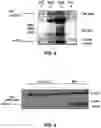 Fig. 06 - METHOD FOR DETECTING THE PRESENCE AND QUANTITY OF THE LRP8 RECEPTOR AND OF ITS PROTEOLYTIC FRAGMENTS, DETECTION KIT AND RELATED ANTIBODIES