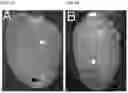 Fig. 02 - COMPOSITIONS AND METHODS FOR TREATING CARDIAC INJURY