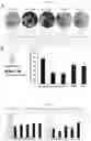 Fig. 09 - ACYLATED COMPOUNDS FOR THE TREATMENT OF OCULAR PATHOLOGIES