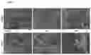 Fig. 02 - ELECTROLYZED WATER, METHOD FOR OBTAINING SAME AND USES OF SUCH A WATER FOR TREATING DISORDERS RELATING TO CELL SENESCENCE