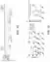 Fig. 19 - B CELL IMMUNOTHERAPY