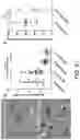 Fig. 31 - B CELL IMMUNOTHERAPY