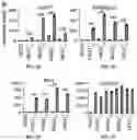 Fig. 07 - NON-NATURALLY OCCURRING THERMOGENIC ADIPOCYTES, METHODS OF MAKING, AND METHODS OF USE THEREOF
